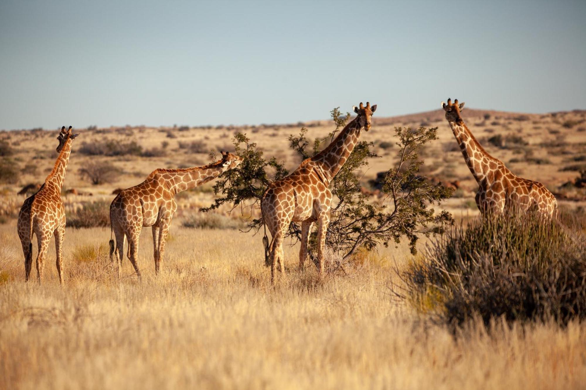 Sandfontein Lodge & Nature Reserve Exteriér fotografie